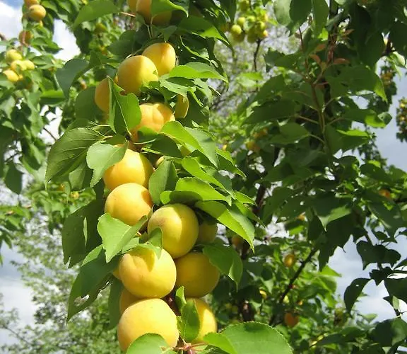 Turisticna Kmetija Pri Rebkovih *